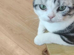 -有喵·猫咖·狗咖·30几只猫10只小狗(岗厦店)