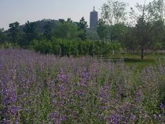 iphone_upload_pic-永定河休闲森林公园