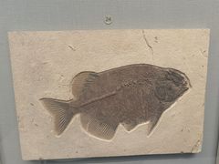 -湖南省地质博物馆