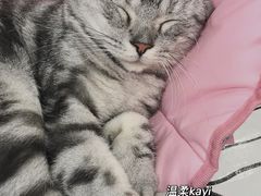-白夜2D咖啡馆
