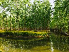 -合肥滨湖国家森林公园