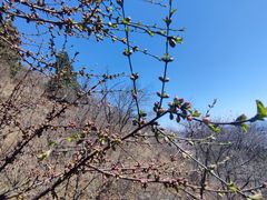 -香山公园