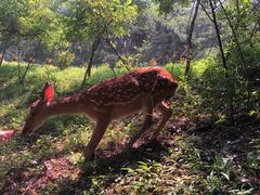 -大连森林动物园