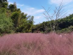 -宁波浙东大竹海景区