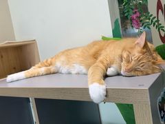 -藏猫猫咖啡主题馆(中央大道店)