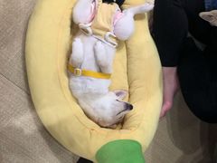 -逗柴咖啡屋·狗咖猫咖宠物桌游