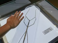 -上海昆虫博物馆