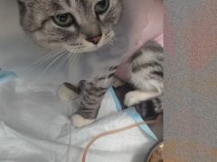 -达爱动物医院·犬猫分区·CT·复杂眼科(远洋山水分院)