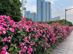 -城市阳台
