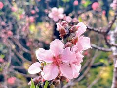 -桃花涧
