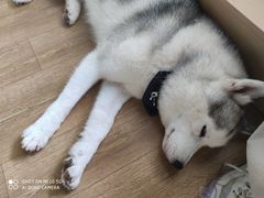 -Husky Go! 哈士奇体验馆·宠物咖啡厅狗咖