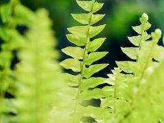 -上海辰山植物园