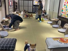 -逗柴咖啡屋·狗咖猫咖宠物桌游