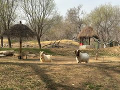 -北京野生动物园