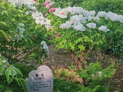 -西苑公园