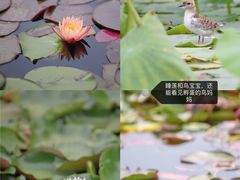 -白洋淀风景区
