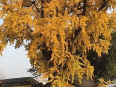 -龙寺生态园