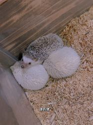 -酷嗒动物文化乐园(cutezoo西溪乐天城店)