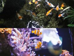-南昌海洋公园