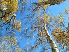 -塞罕坝国家级自然保护区