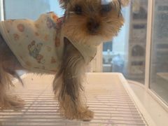 -翊宠yipet猫狗购宠庄园犬舍•猫舍