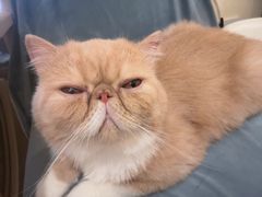 -滚猫咖啡·猫咖·猫友好撸猫(未来城店)