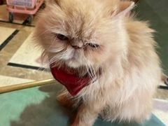 -猫色咖啡·猫咖