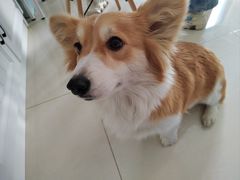 -团子家猫咪猫咖馆·柯基·柯尔鸭