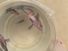 -小猫钓鱼海钓俱乐部(椰梦长廊店)