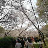无锡的春天必须是樱花翩翩的!