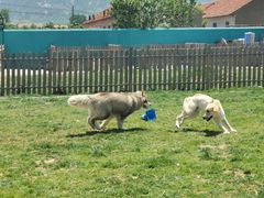 -趣玩宠物乐园寄养训犬训狗游泳池