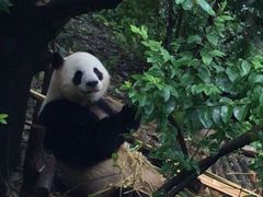 -成都保利公园皇冠假日酒店(熊猫基地店)