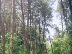 -铁山坪森林公园