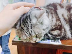 -李小姐の猫咖啡馆(五角场店)
