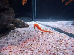 -暹罗海洋世界