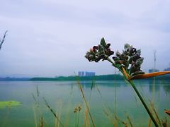 -星巴克(成都科学城店)