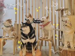 -柴迷FANS CLUB·柴犬狗咖·猫咖