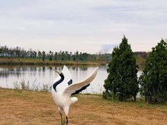 -盐城丹顶鹤湿地生态旅游区