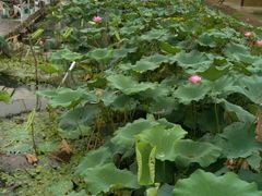 -丫丫蟹庄·苏式园林农家乐·阳澄湖大闸蟹(阳澄湖莲花岛店)