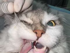 -东莞宠友24H宠物中心医院·转诊夜诊·异宠(新河北路院)