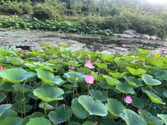 -燕郊植物园