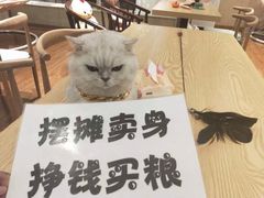 -绒爪撸猫下午茶·猫咖