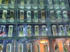 -广东中医药博物馆