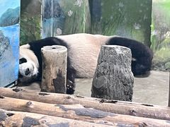 -上海野生动物园
