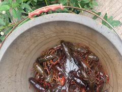 -同銮特种养殖场·龙虾垂钓