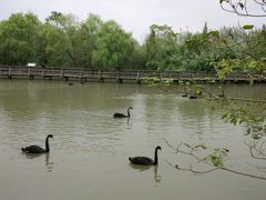 -溱湖国家湿地公园