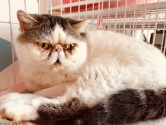 -Cappucimeow猫咪咖啡馆(韦伯时代店)
