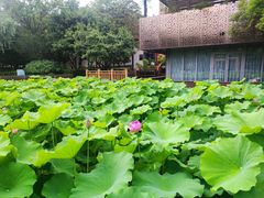 -陈家山荷花公园