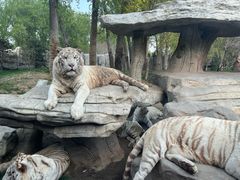 -北京野生动物园