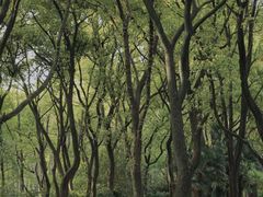 -上海共青森林公园